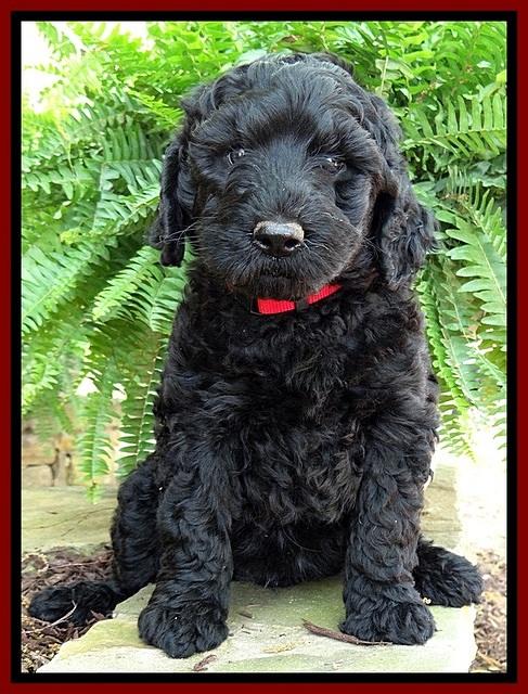 BS pups 7 wks old 81