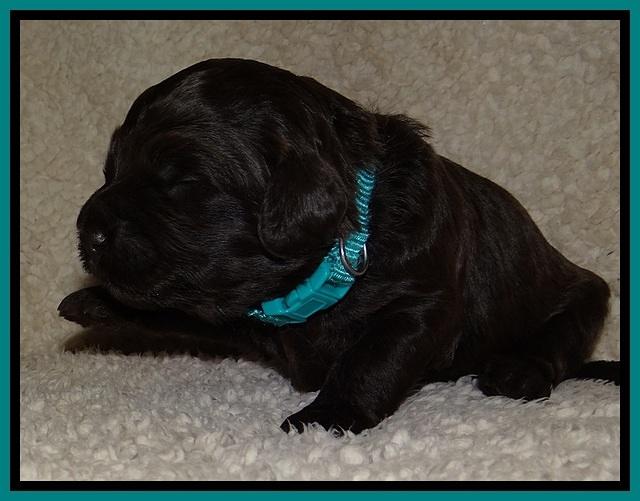 BR  pups 2 wks old 281