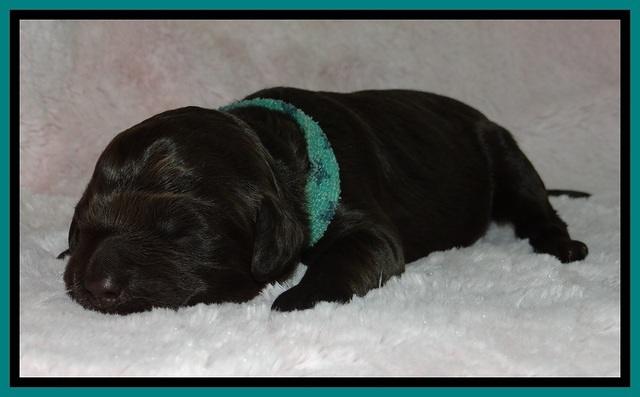 BR pups 1 wk old 820