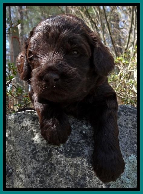 BR pups 3 wks old 291