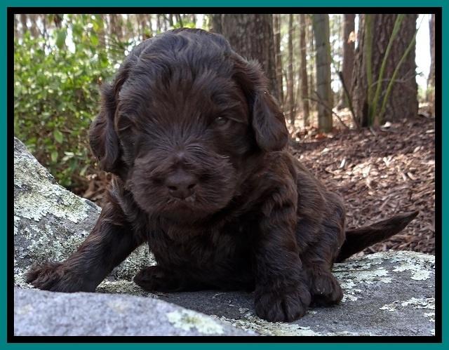 BR pups 3 wks old 301