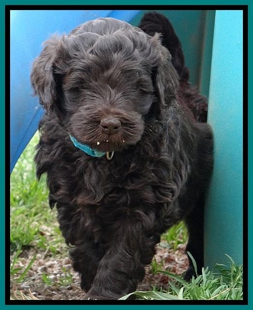 BR pups 5 wks old 470
