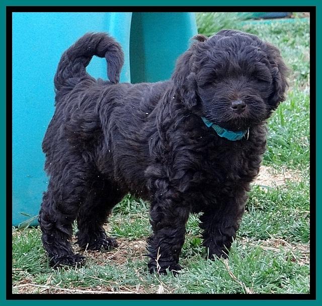 BR pups 6 wks old 150