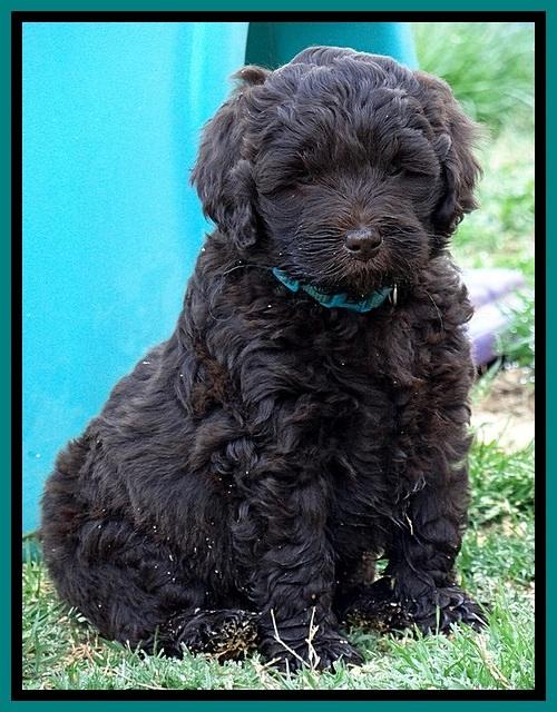 BR pups 6 wks old 200