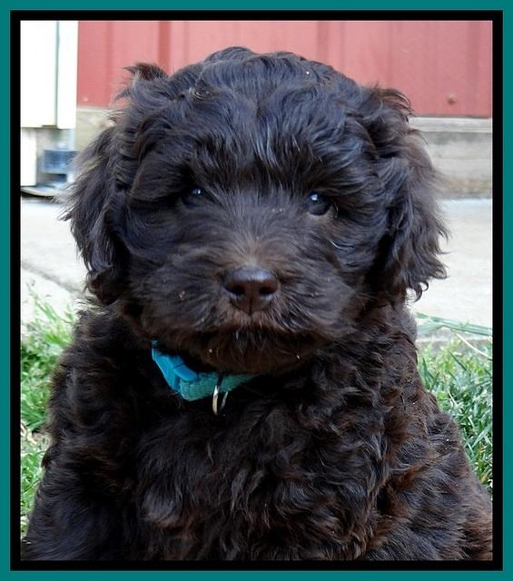 BR pups 6 wks old 570