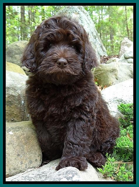 BS  pups 8 wks old 72