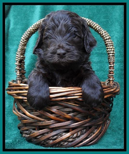 BS 4 pups weeks old 390