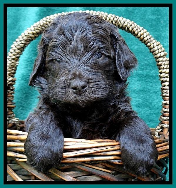 BS 4 pups weeks old 400