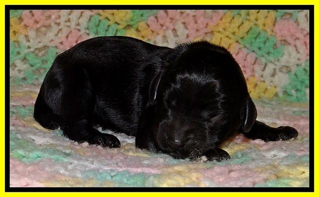 BR pups 1 day old 101