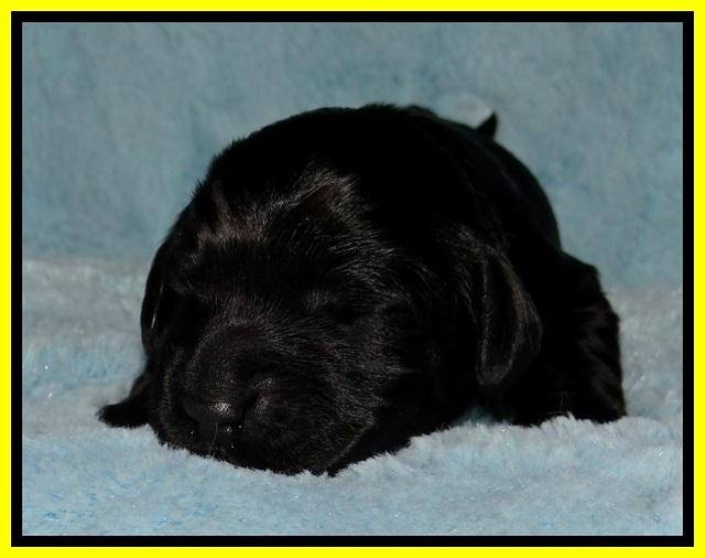 BR pups 1 wk old 61
