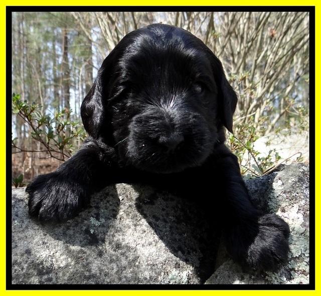 BR pups 3 wks old 131