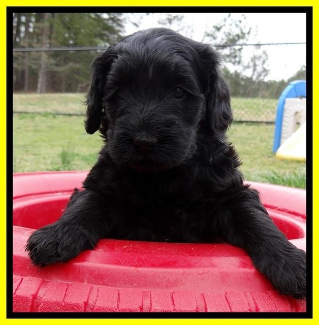 BR pups 5 wks old 70