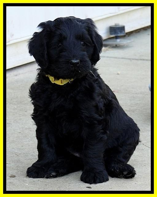 BR pups 6 wks old 10 (2)