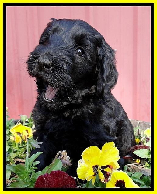 BR pups 6 wks old 30 (2)