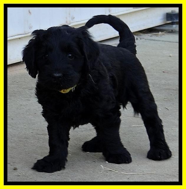 BR pups 6 wks old 60 (2)