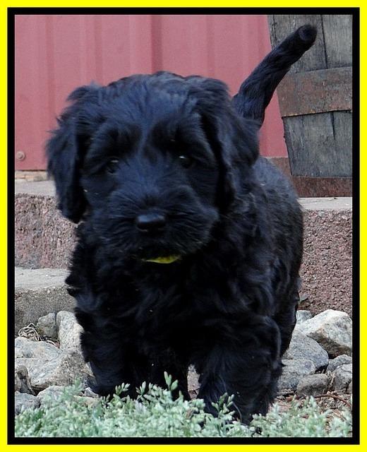 BR pups 6 wks old 90