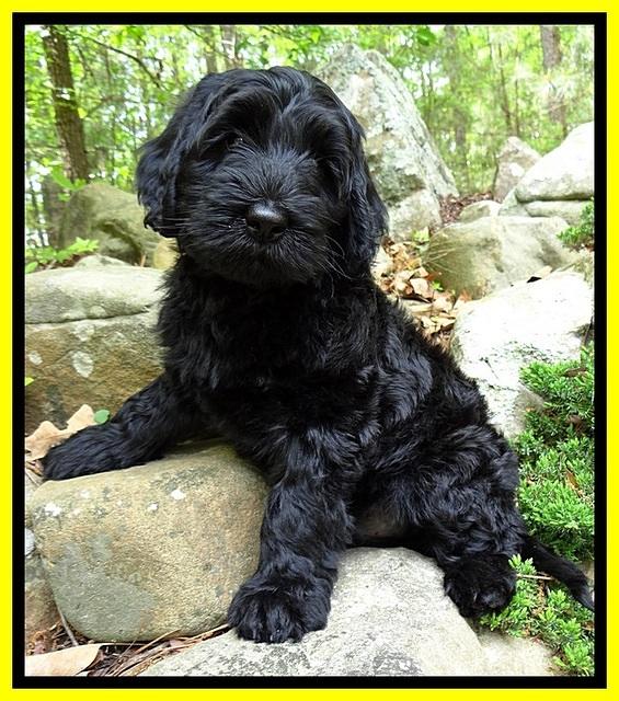 BS  pups 8 wks old 62