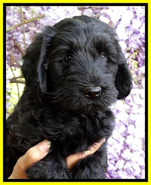 BS pups 7 wks old 161