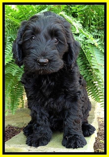 BS pups 7 wks old 201