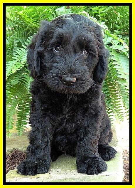 BS pups 7 wks old 211