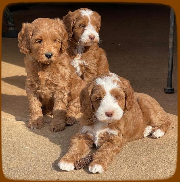 Bree Patrick pups 7 wks old 31