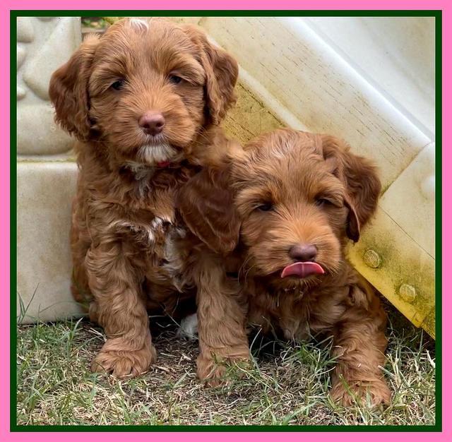 Bree Patrick pups 7 wks old 41