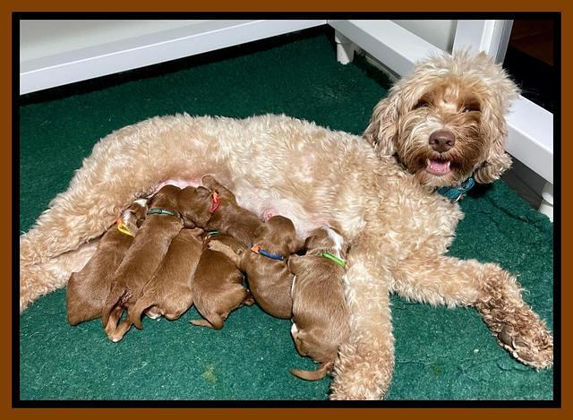 Bree Patrick pups1 week old b 241