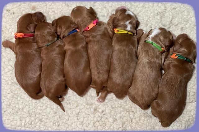 Bree Patrick pups1 week old b 261