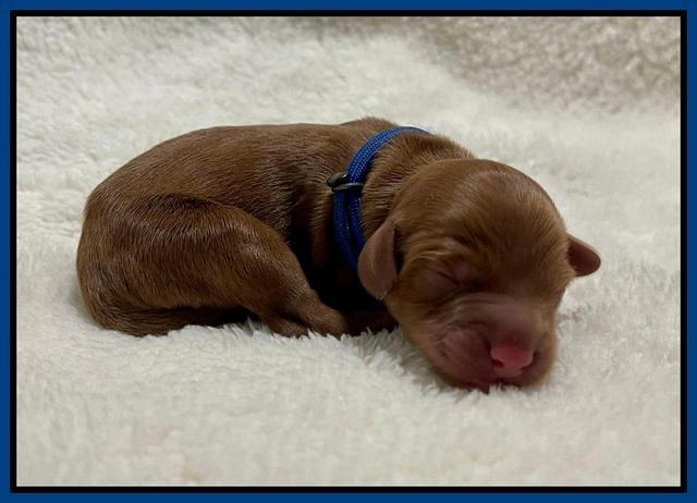 Bree Patrick Newborn 11