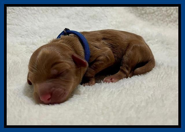 Bree Patrick Newborn 21