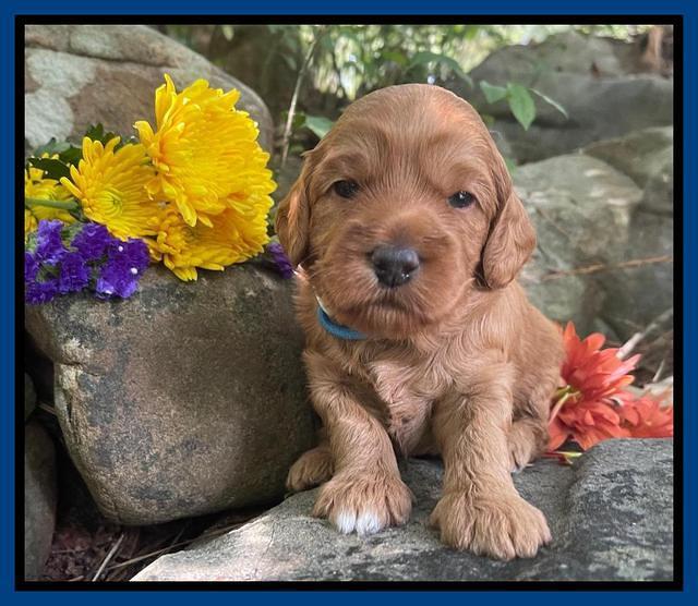 Bree Patrick pups 3 wks old 11