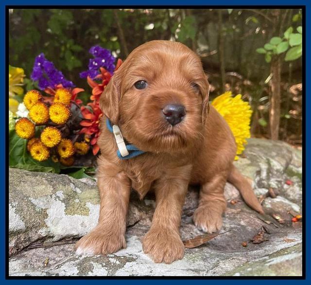 Bree Patrick pups 3 wks old 61