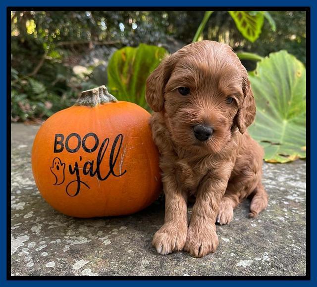 Bree Patrick pups 4 wks old 11