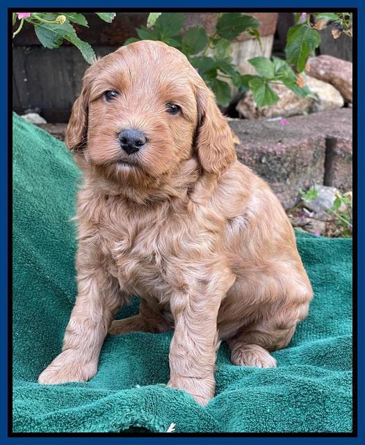 Bree Patrick pups 5 wks old 21