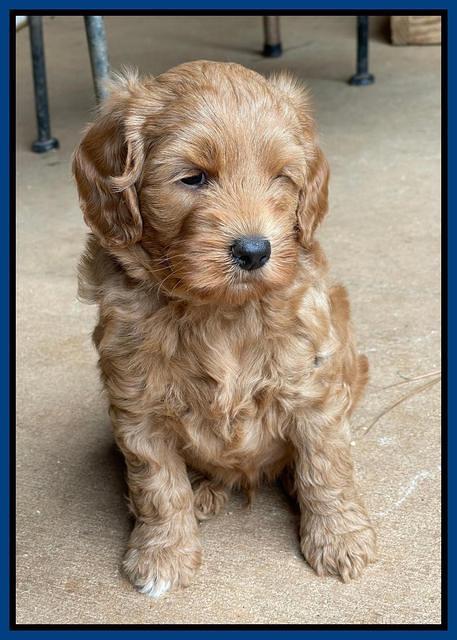 Bree Patrick pups 6 wks old 11