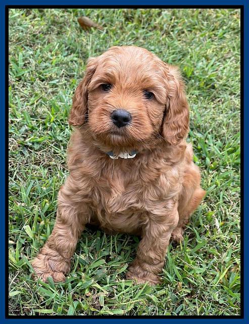 Bree Patrick pups 6 wks old 61