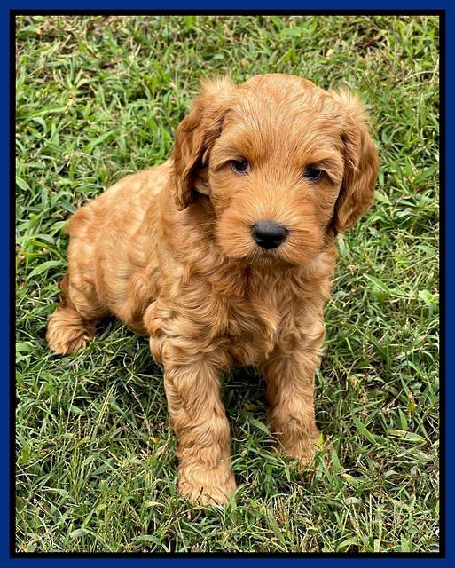 Bree Patrick pups 7 wks old 61