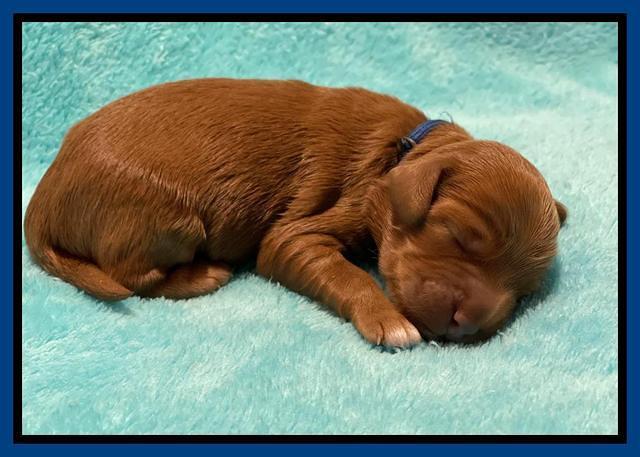 Bree Patrick pups1 week old 11
