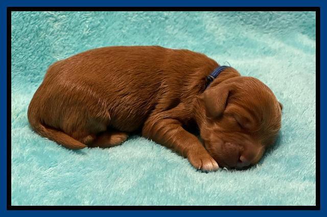 Bree Patrick pups1 week old 21