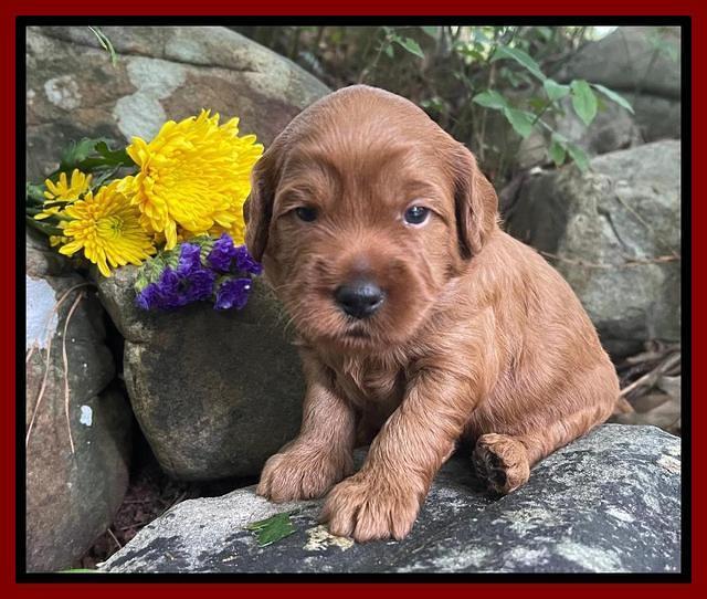 Bree Patrick pups 3 wks old 91