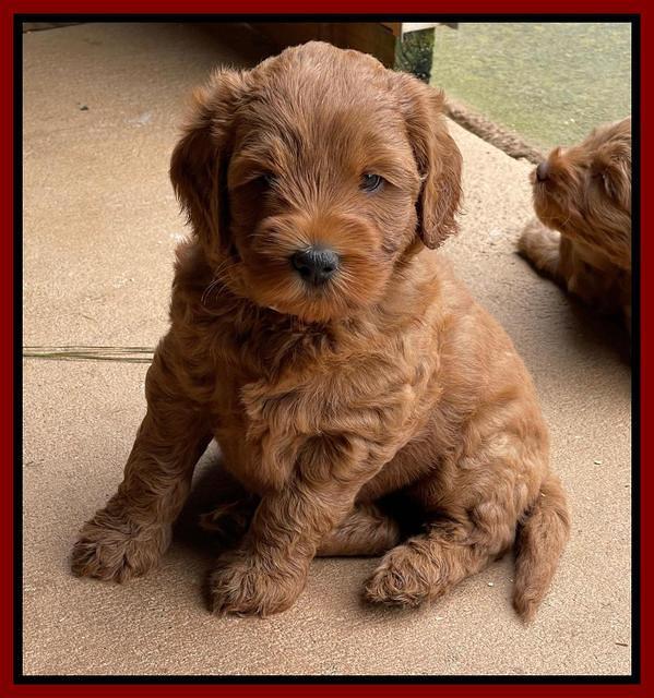 Bree Patrick pups 6 wks old 101