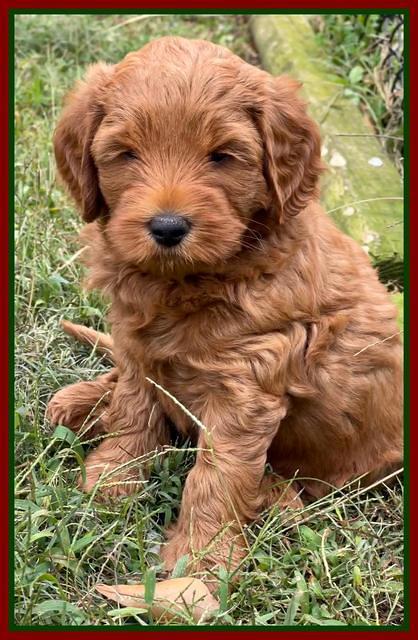 Bree Patrick pups 7 wks old 111