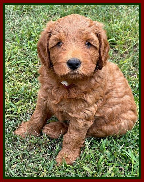 Bree Patrick pups 7 wks old 91
