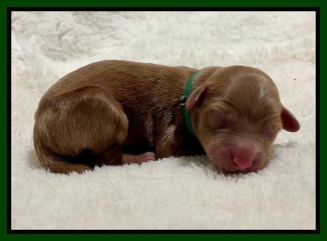 Bree Patrick Newborn 61