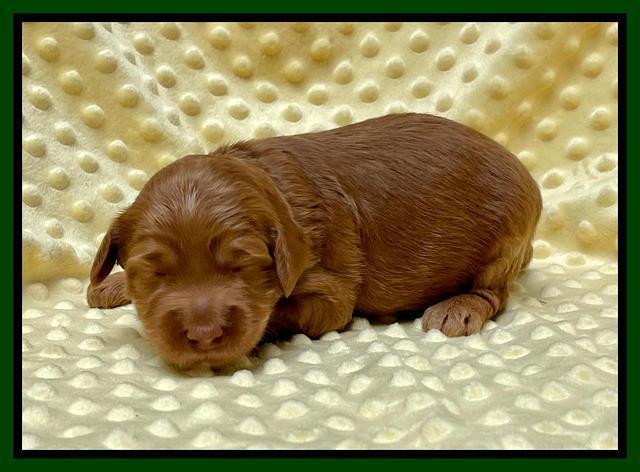 Bree Patrick pups 2 wks old 71