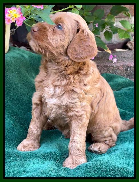 Bree Patrick pups 5 wks old 131