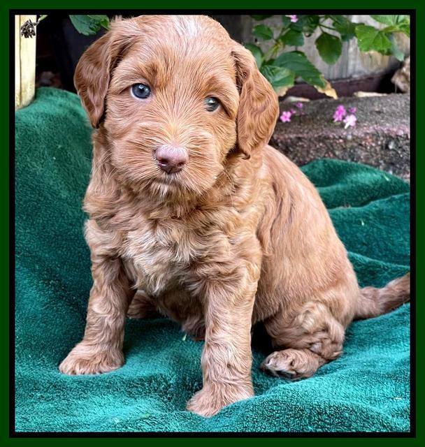 Bree Patrick pups 5 wks old 141