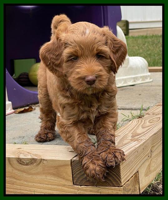 Bree Patrick pups 6 wks old 141