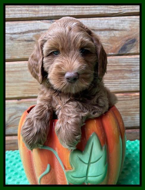 Bree Patrick pups 6 wks old 151