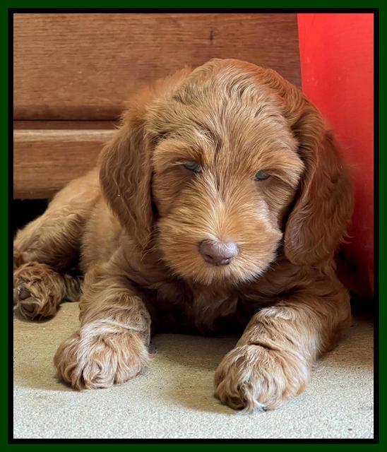 Bree Patrick pups 7 wks old 141